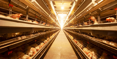 Driven by innovation and quality, we are leading the new trend in modern farming equipment